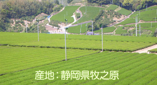 名産地静岡県産の煎茶が大ボリュームでお買得！